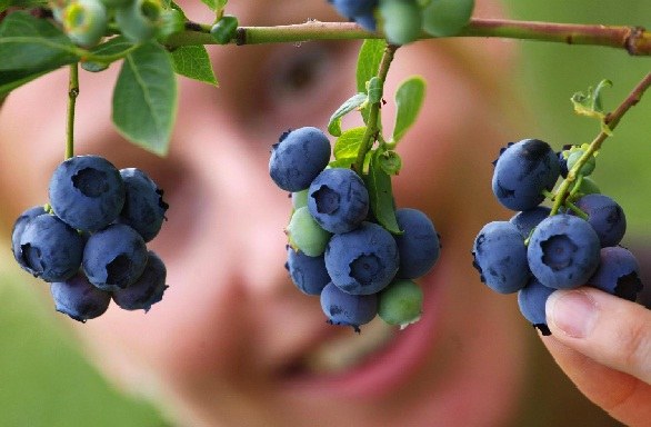 What Is The Hindi Name Of Blueberry